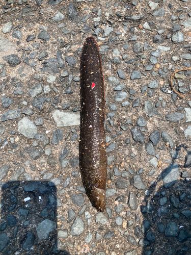 アラカブの釣果