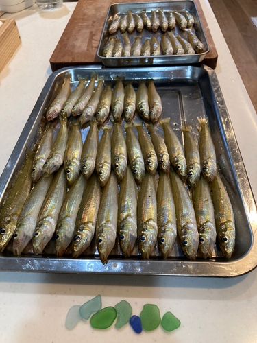 シロギスの釣果