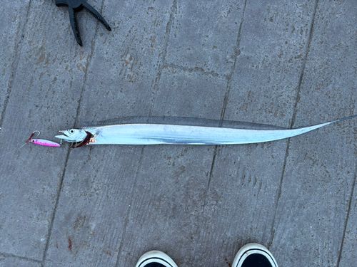 タチウオの釣果