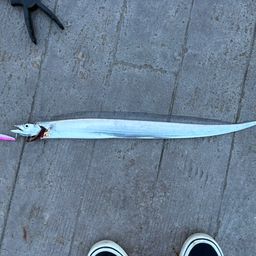 タチウオ