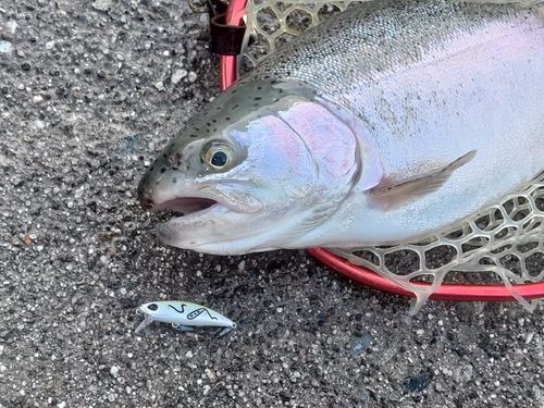 ニジマスの釣果