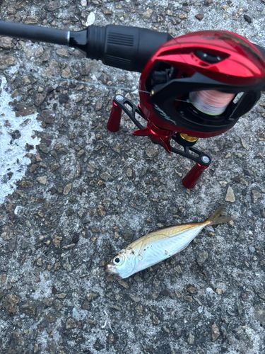 マアジの釣果