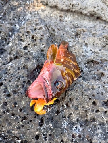 キジハタの釣果
