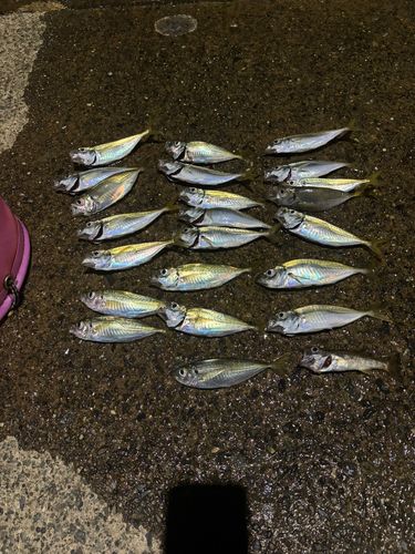 アジの釣果