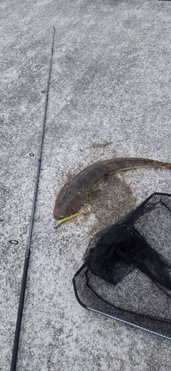 コチの釣果