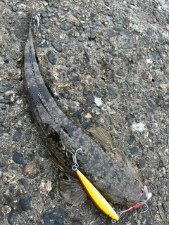 マゴチの釣果