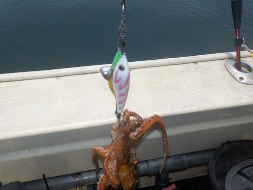 タコの釣果