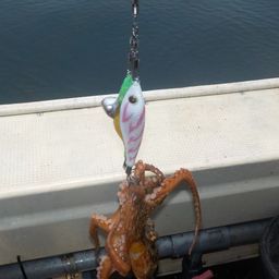 タコ