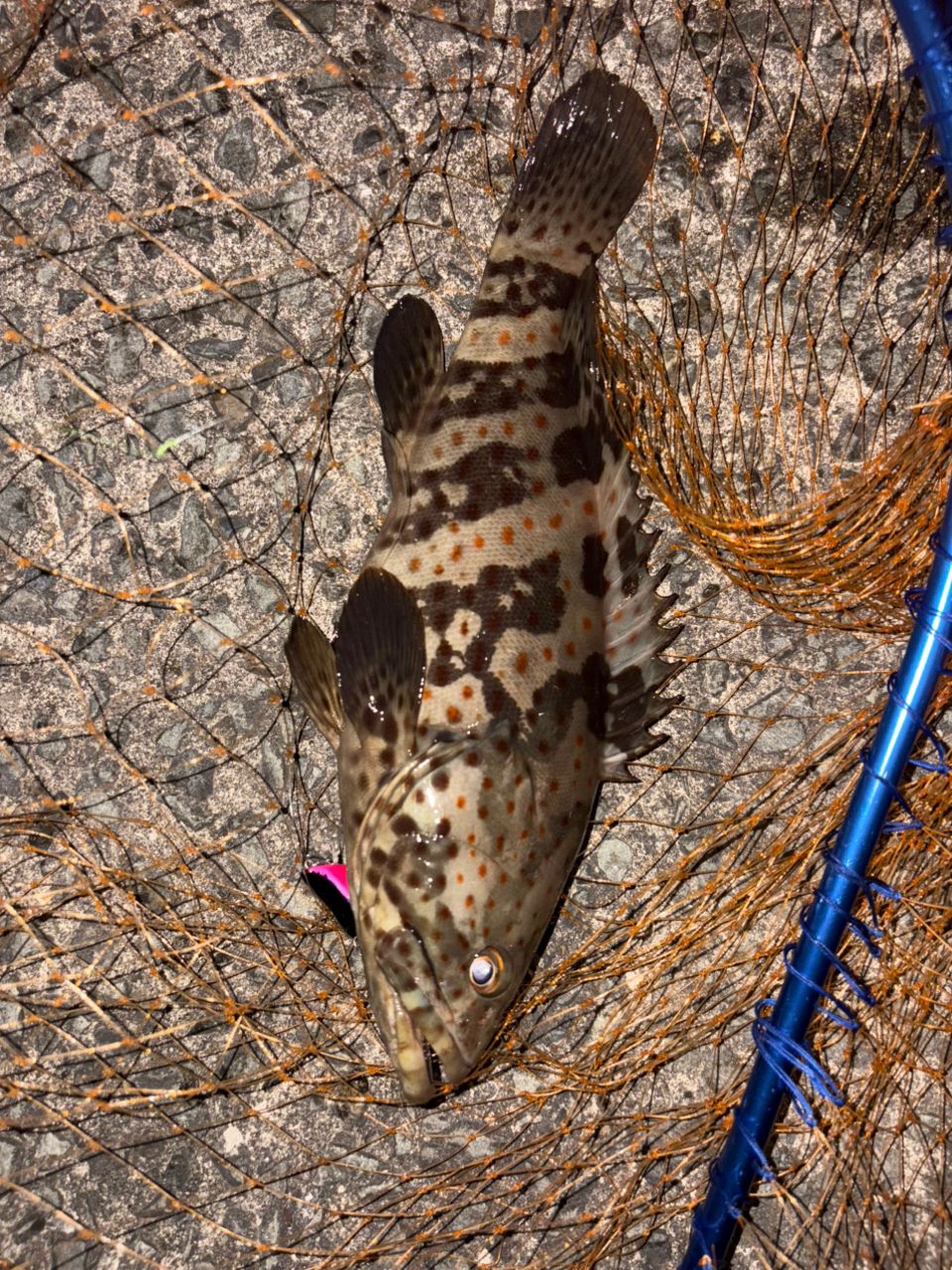 チャイロマルハタ