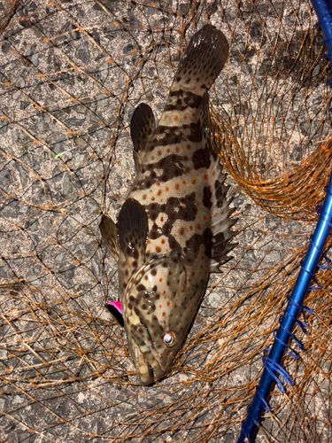 チャイロマルハタの釣果