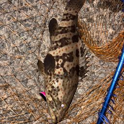 チャイロマルハタ