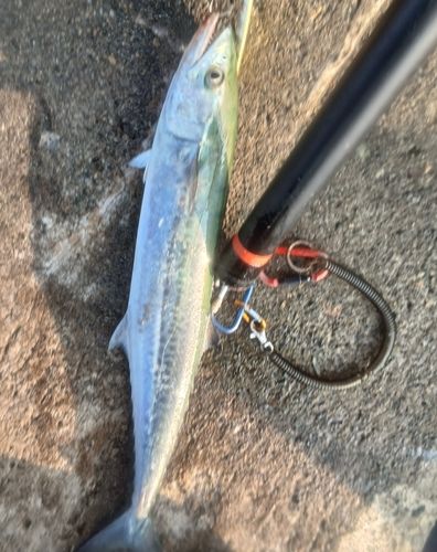 サゴシの釣果