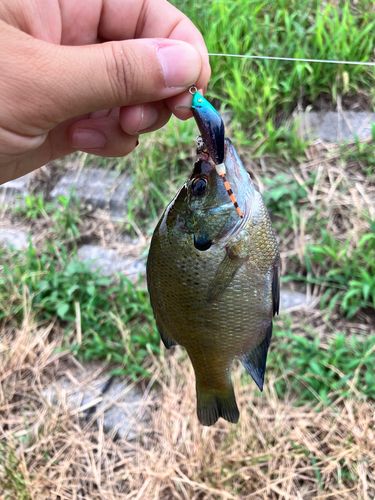 ブルーギルの釣果