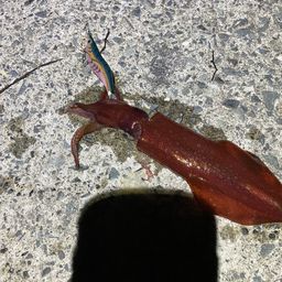 ケンサキイカ