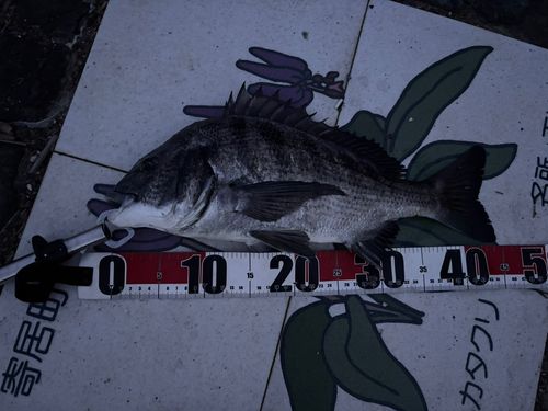 クロダイの釣果