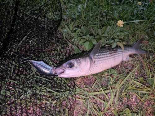 ボラの釣果