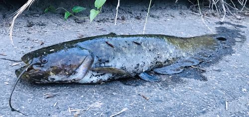 ニホンナマズの釣果