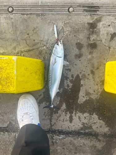 ソウダガツオの釣果