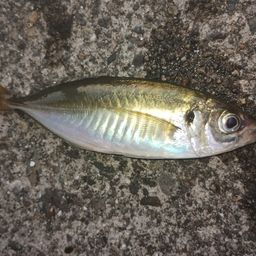 アジ