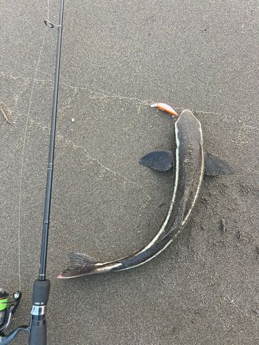 スギの釣果