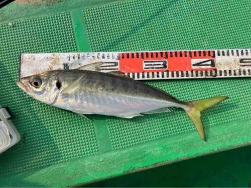 マアジの釣果