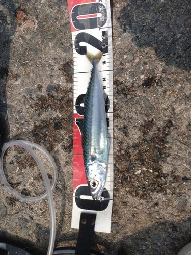 サバの釣果