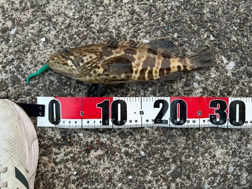 チャイロマルハタ