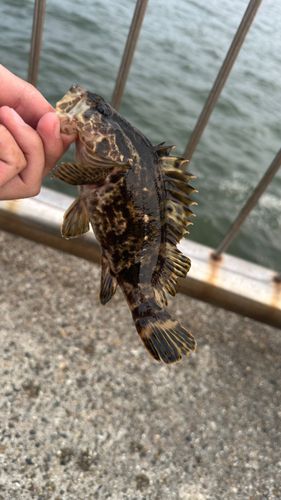 タケノコメバルの釣果