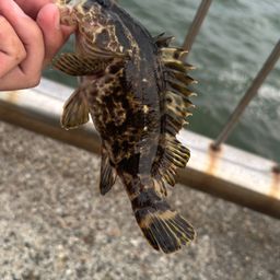 タケノコメバル