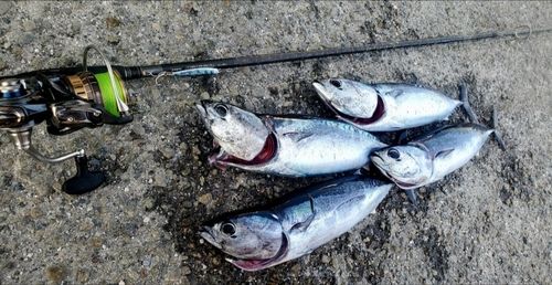 ソウダガツオの釣果