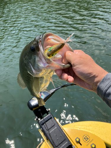 ブラックバスの釣果