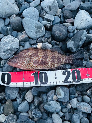 オオモンハタの釣果