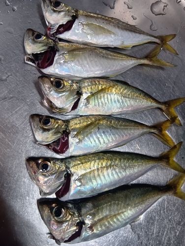 アジの釣果