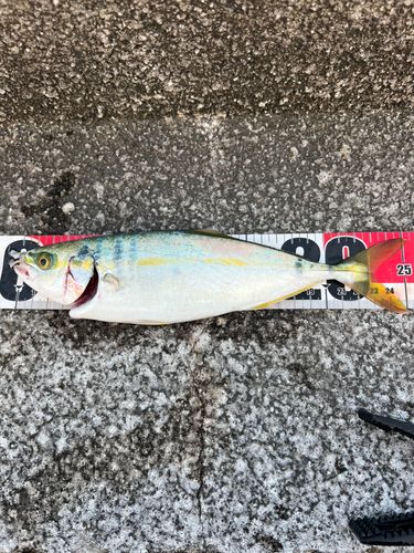 ソウダガツオの釣果