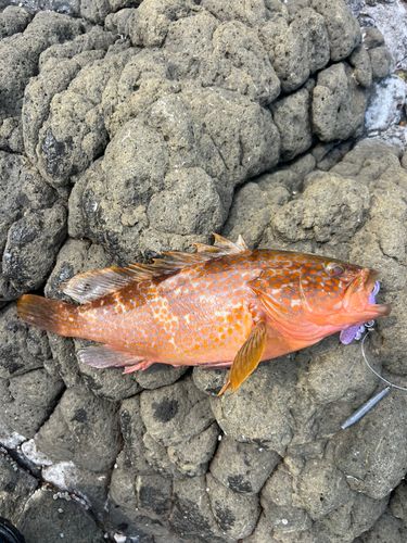 キジハタの釣果