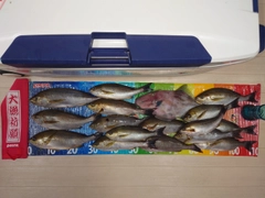 イサキの釣果