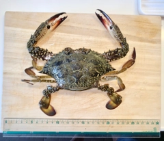 タイワンガザミの釣果