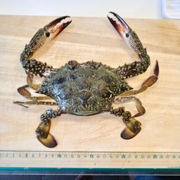 タイワンガザミ