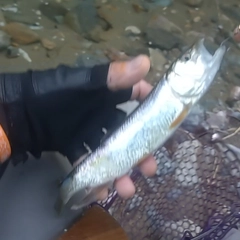 ハスの釣果