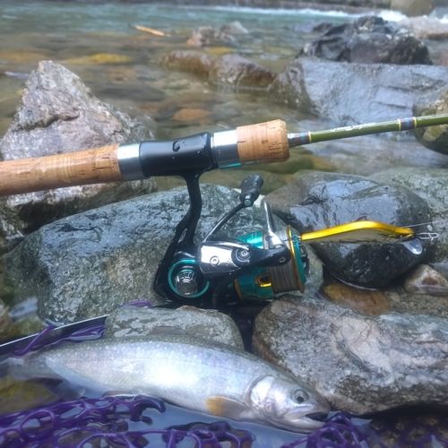 イワナの釣果