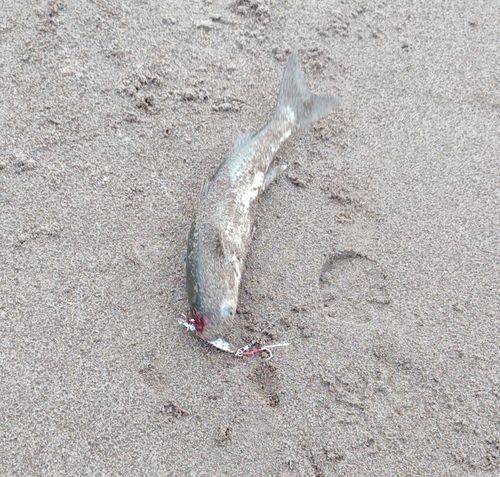 ボラの釣果
