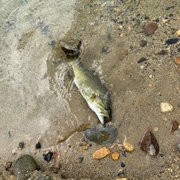 スモールマウスバス