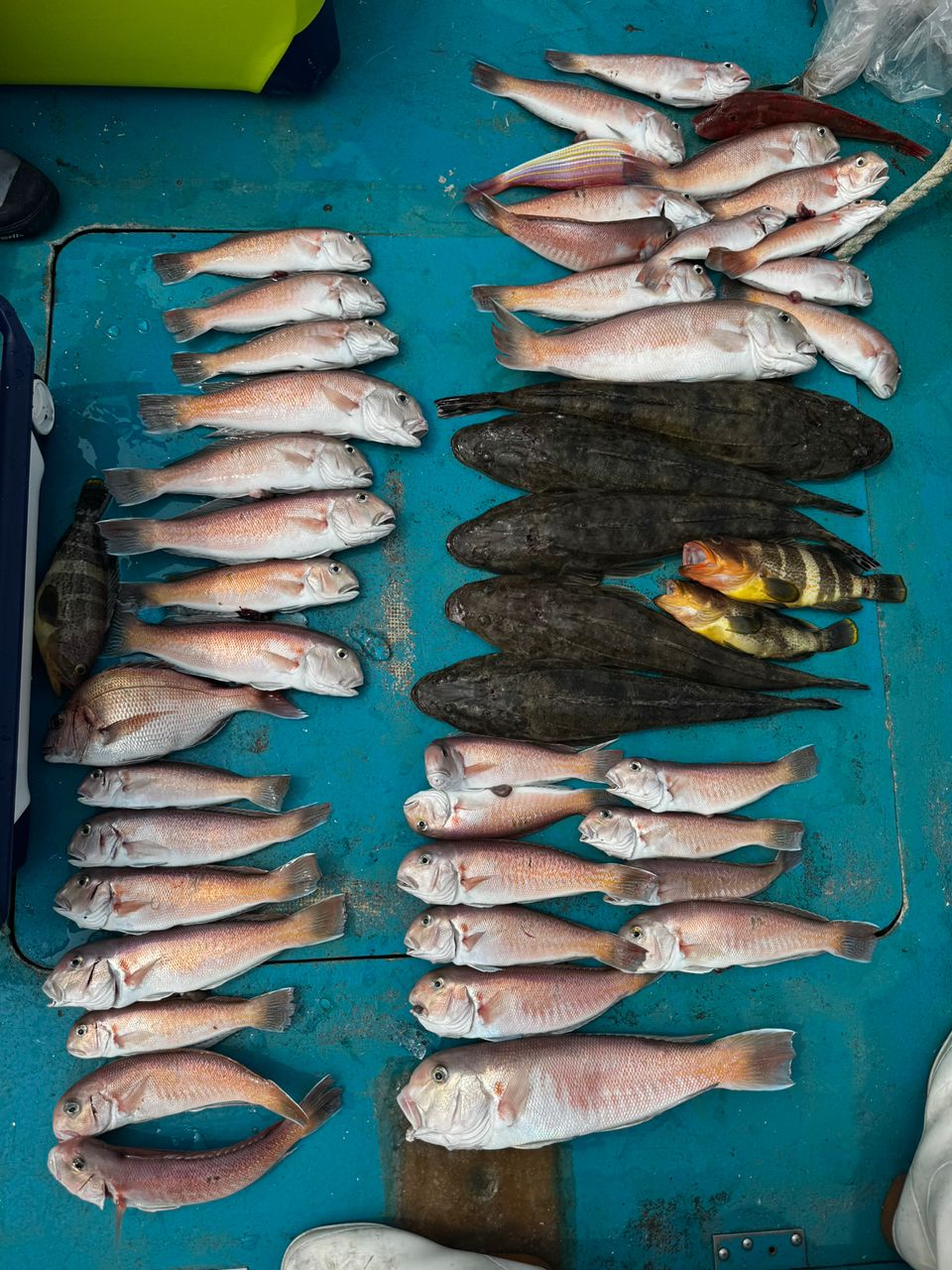 清和丸さんの釣果 2枚目の画像