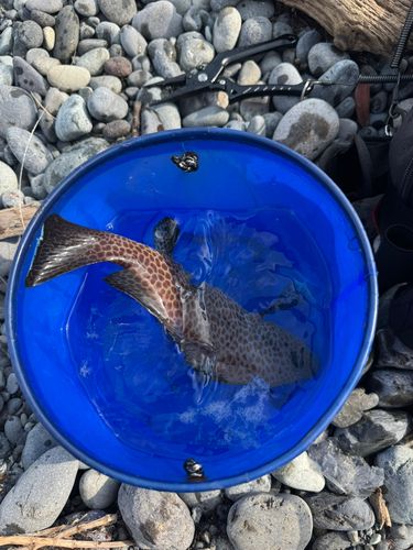 オオモンハタの釣果