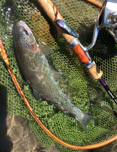 ニジマスの釣果