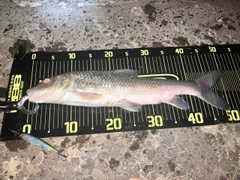 ニゴイの釣果