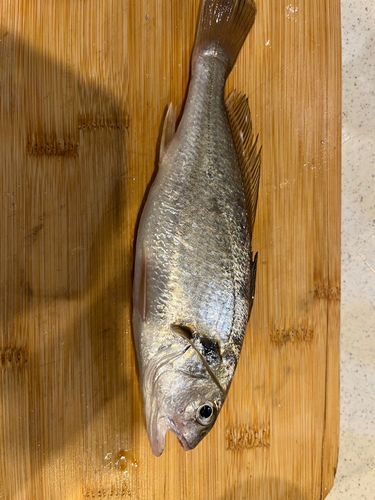 イシモチの釣果