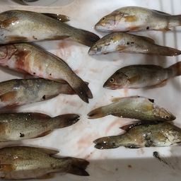 スモールマウスバス