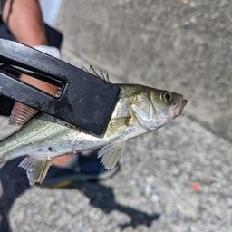 セイゴ（ヒラスズキ）