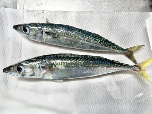 サバの釣果